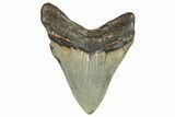 Serrated, Fossil Megalodon Tooth - North Carolina #245772-2